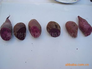 紫甘薯高效栽培技術轉讓 市場價值與專業平臺推薦